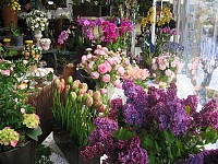 Sorasio Fleurs