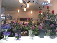 Sorasio Fleurs