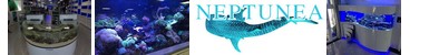 Neptunea -
	Timeless Creator of aquariums which become in their tower a point of exposure of exception of your internal arrangement.

