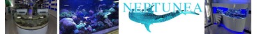 Neptunea -
	خالق واقتلاع الخالدة التى تصبح بدورها نقطة المعرض  باستثناء الترتيبات الداخلية).
